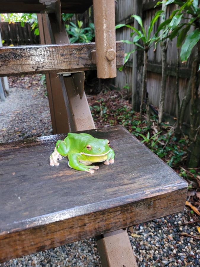קאירנס Travellers Paradise מראה חיצוני תמונה A green tree frog