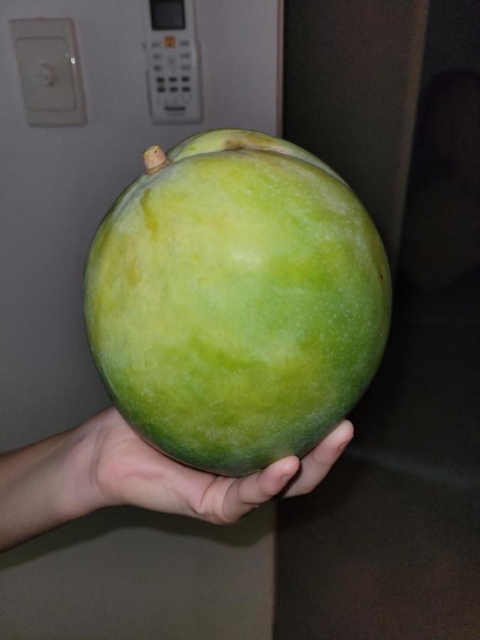 קאירנס Travellers Paradise מראה חיצוני תמונה An unripe mango
