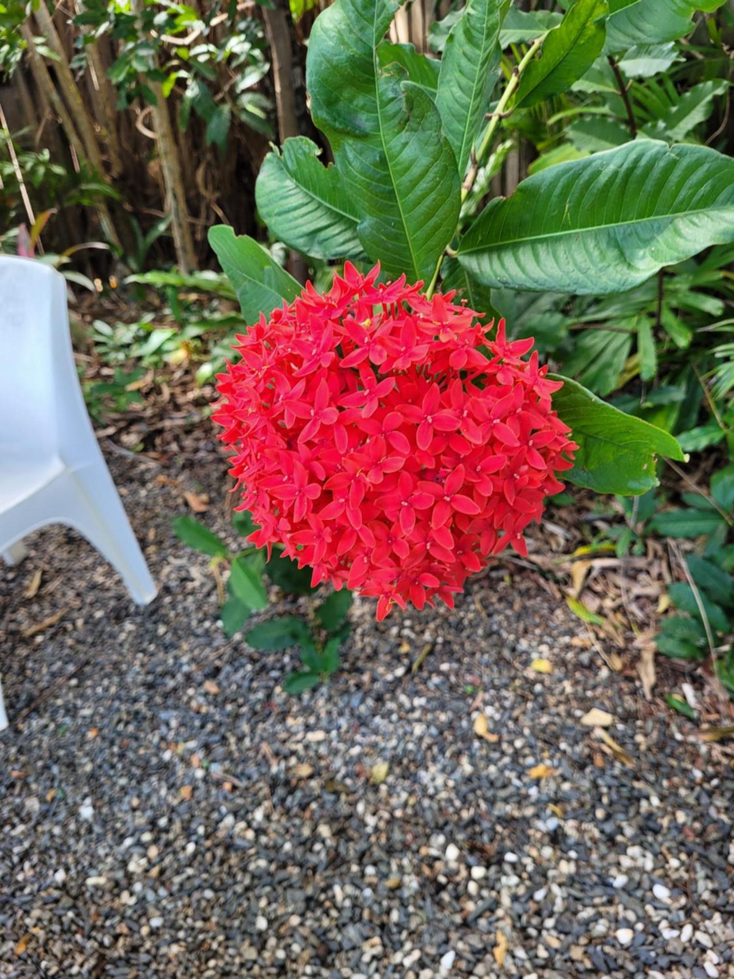 קאירנס Travellers Paradise מראה חיצוני תמונה Flower of a red variety